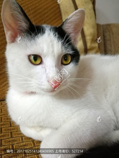 貓