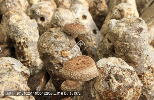 香菇