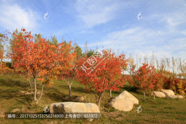 紅葉