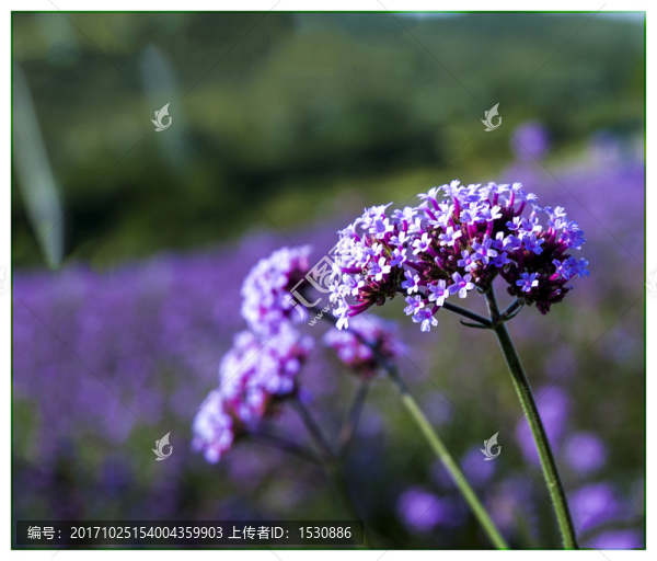 小紫花