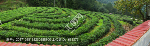 茶園