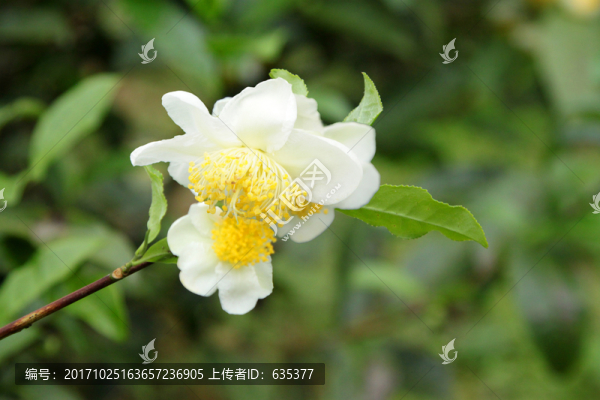 茶