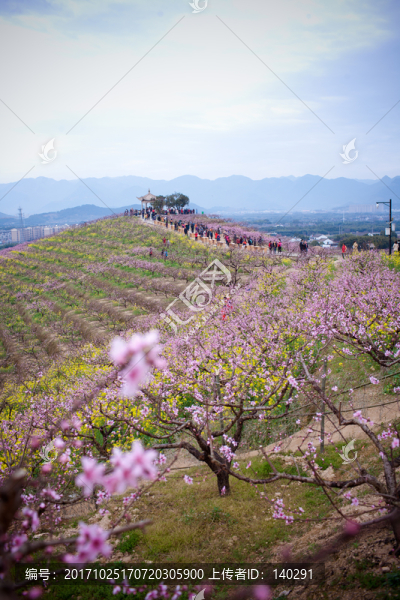 在那桃花盛開(kāi)的地方