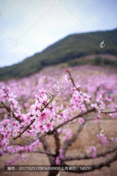 在那桃花盛開的地方