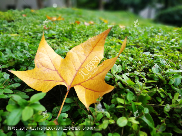楓葉,落葉,秋葉,黃葉,秋天