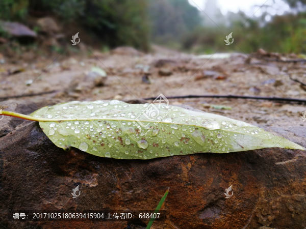 樹(shù)葉,露水,露珠,泥土,小路