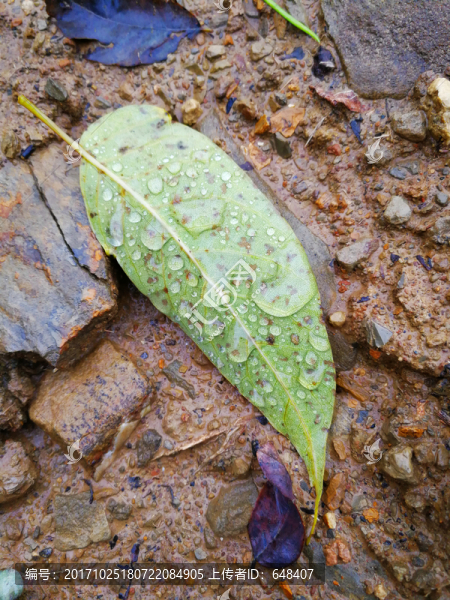 樹葉,露水,露珠,泥土,小路