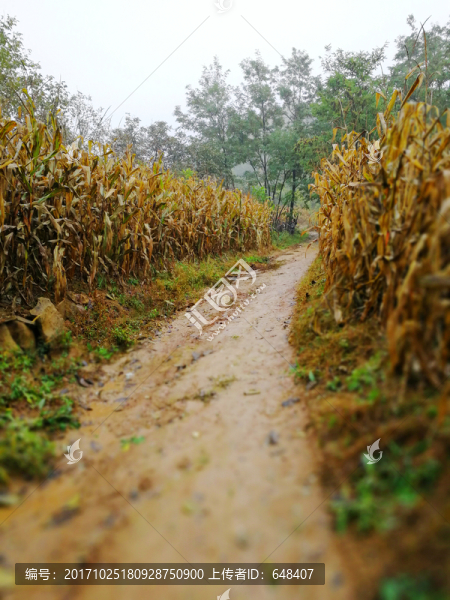 玉米地,玉米,苞谷,苞谷地,土