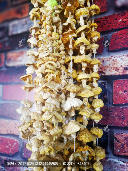 黃菇,小黃菇,菌,食用菌,山珍
