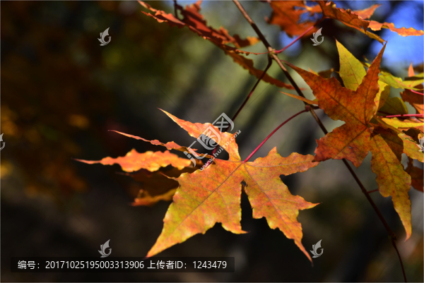 楓葉