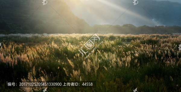 蘆葦蕩