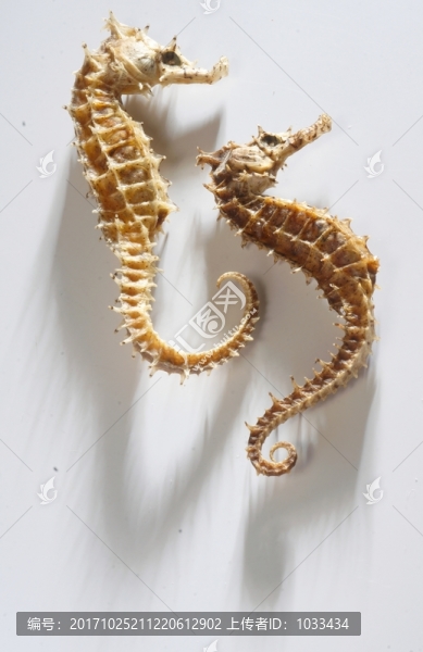 海馬