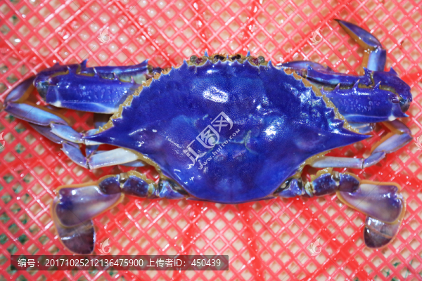 藍(lán)色螃蟹