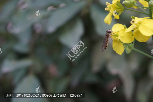 蜜蜂01