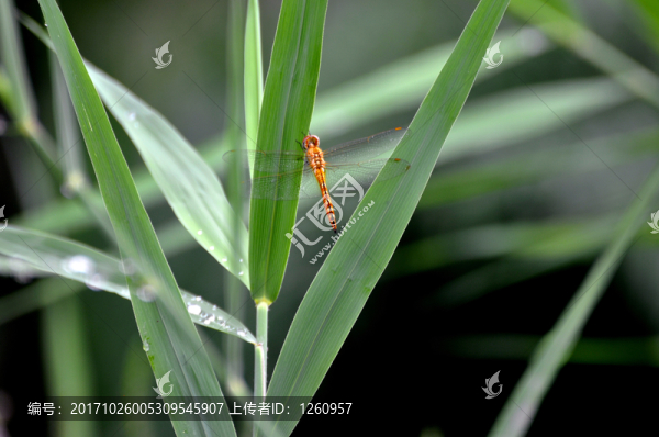 霓虹燈蜻蜓