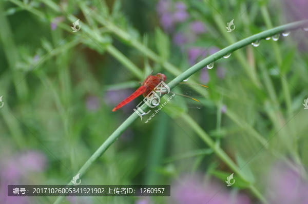 霓虹燈蜻蜓