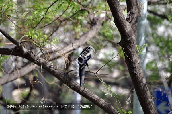 喜鵲