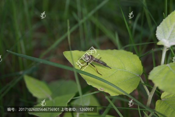 食蟲(chóng)虻