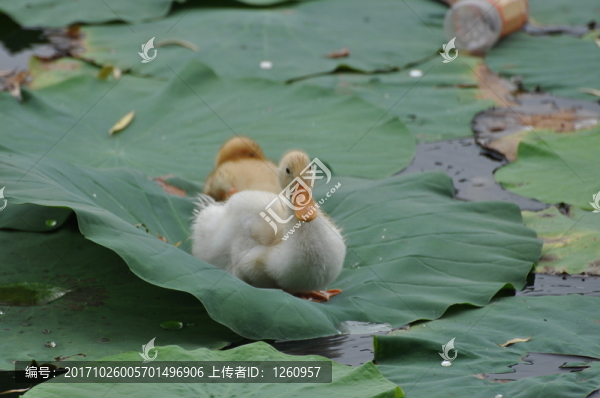 鴨子