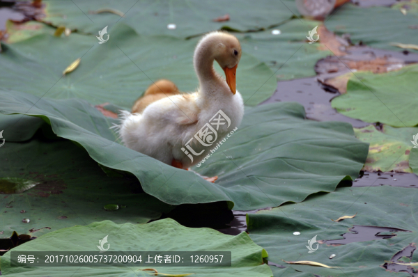 鴨子