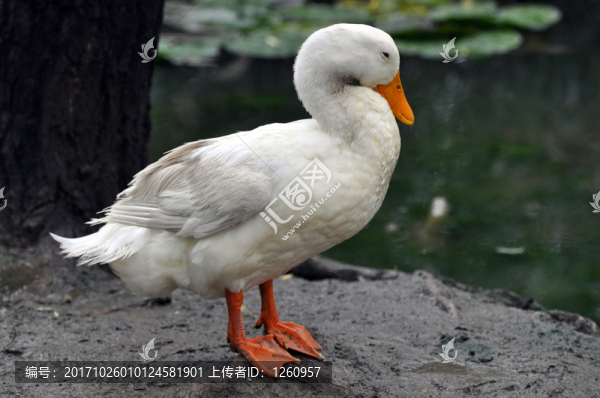 鴨子