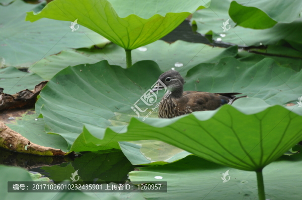 鴛鴦