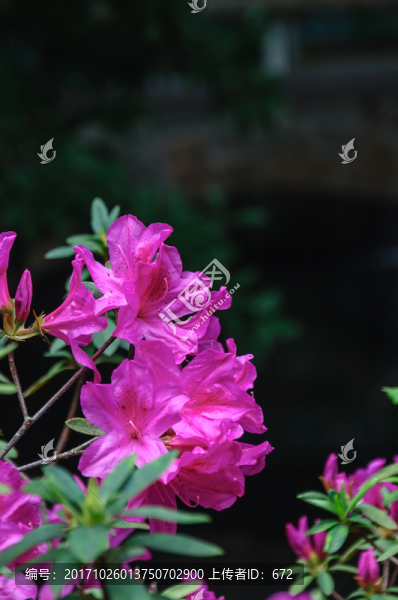 杜鵑花