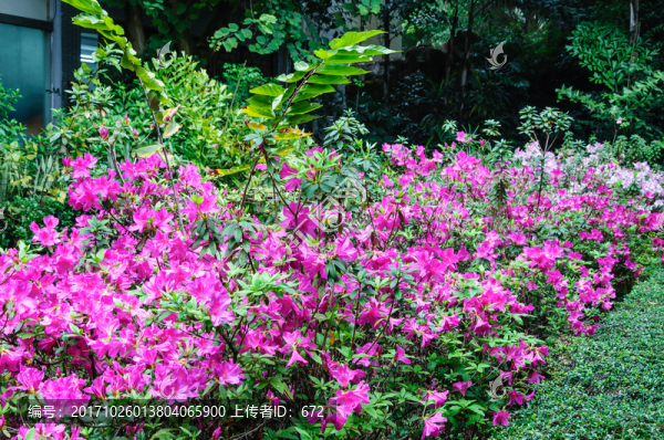 杜鵑花