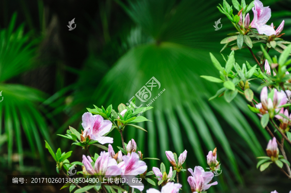 杜鵑花