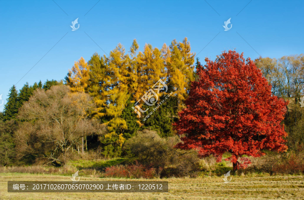 顏色
