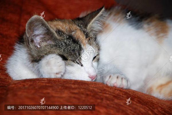 katzenkind