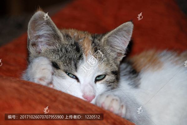 katzenkind
