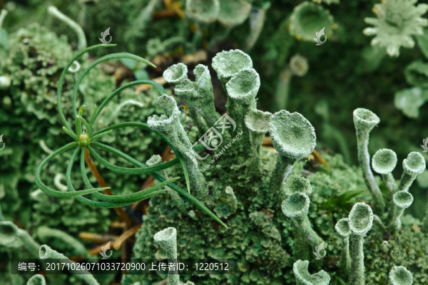 苔蘚