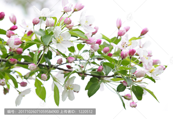 開(kāi)花