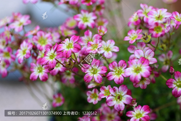 粉紅色的花