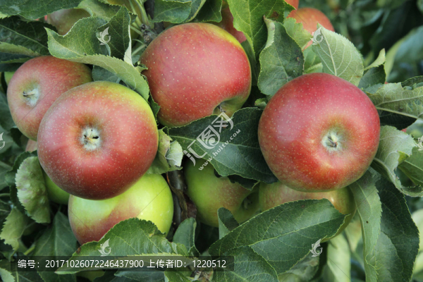 蘋(píng)果，蘋(píng)果樹(shù)，成熟的蘋(píng)果，蘋(píng)果