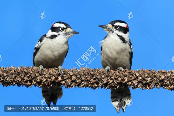 野生動物