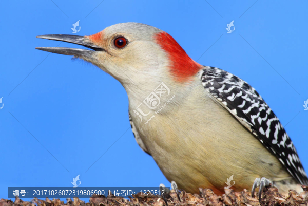 鳥