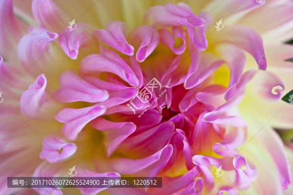 花卉
