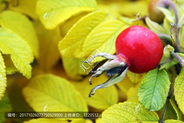 野薔薇的果實(shí)