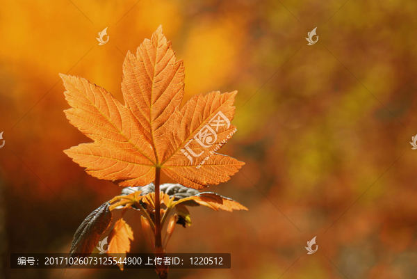 楓葉