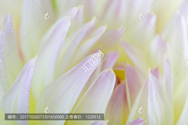 大麗花的露珠