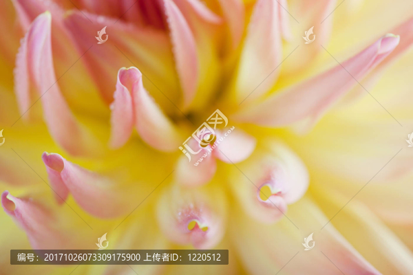 粉彩