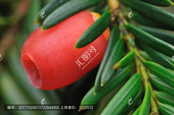 紫杉紫杉
