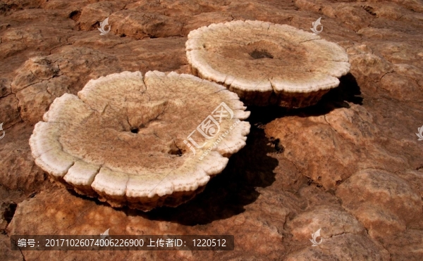沙漠中的鹽花