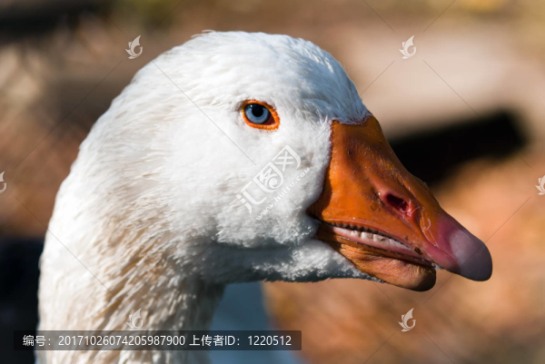 鳥(niǎo)