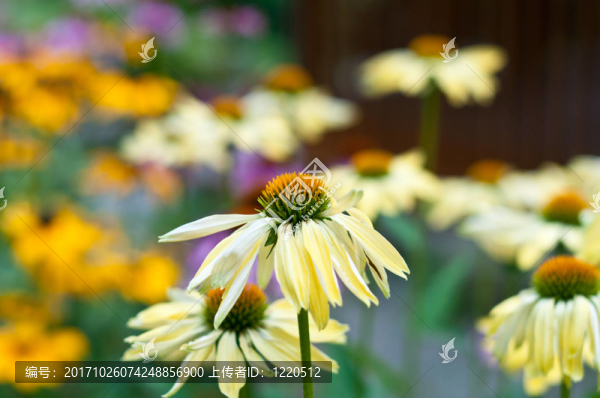花園里的花