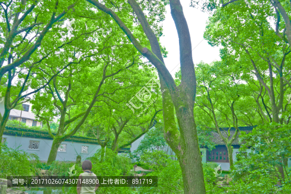 樹(shù)林,樹(shù)木,樹(shù),綠樹(shù),綠樹(shù)林