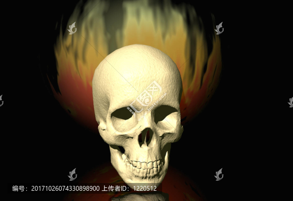 頭骨