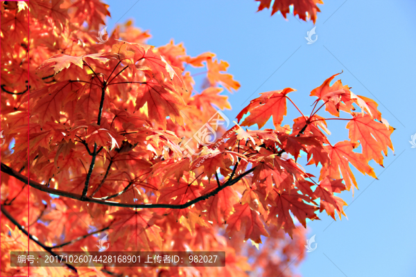 紅楓